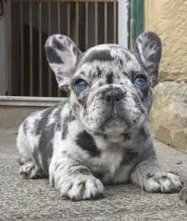 cuccioli di bulldog francese disponibili | Foto 1