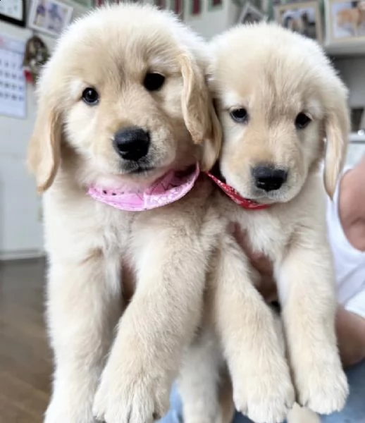 cuccioli di golden retriever