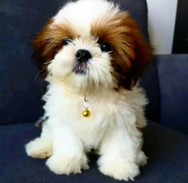 cuccioli di shih tzu | Foto 0