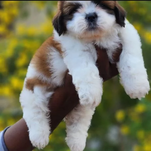 due cuccioli di shihtzu toy!!