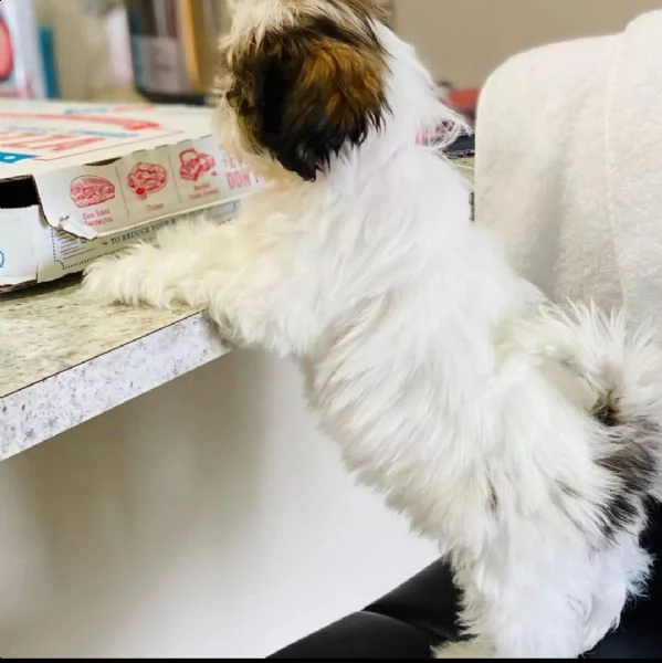 cucciolata shihtzu!!!