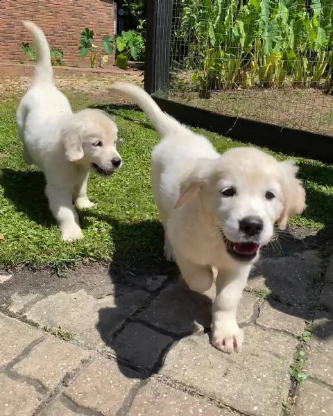 golden retriever cuccioli