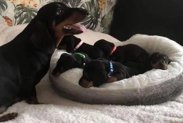 regalo bassotto whatsapp ( 0039 353 317 4023 ) | Foto 0