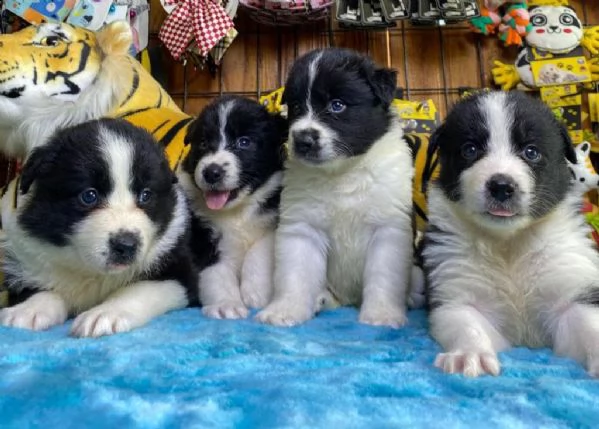 regalo cuccioli di border collie whatsapp ( 0039 353 317 4023 ) | Foto 1