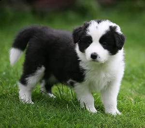 cuccioli di border collie.