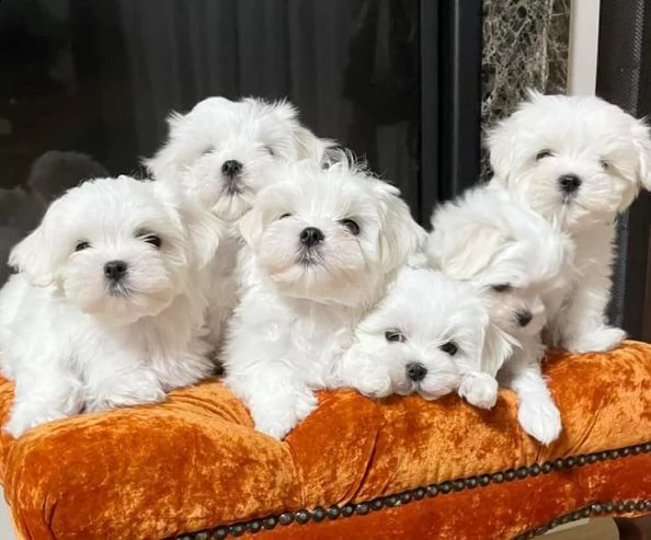 vendo cuccioli di maltese