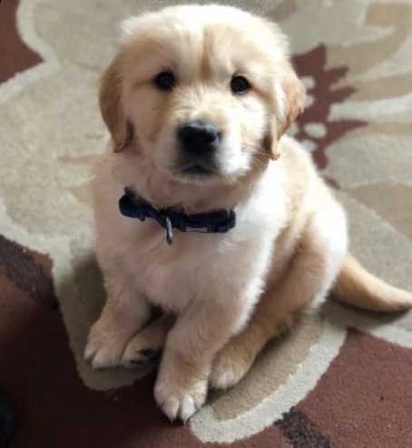 vendita cuccioli di golden retriever