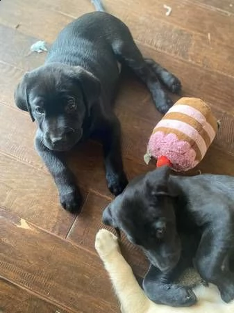 cuccioli di labrador (pronti subito)