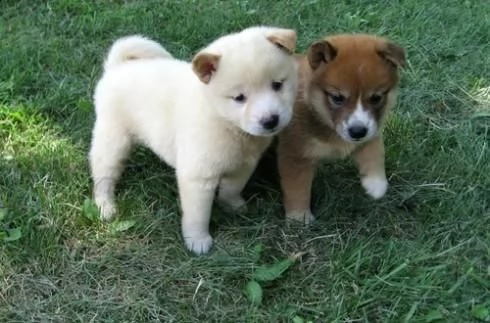 vendo cuccioli di shiba inu