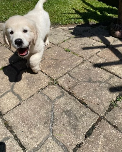 bellissimi cuccioli di golden | Foto 0