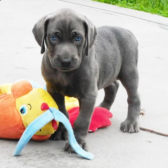 regalo cuccioli di weimaraner