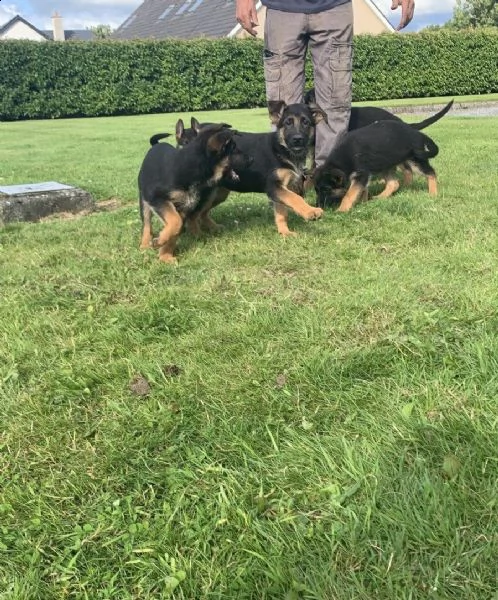 regalo cuccioli pastore tedesco