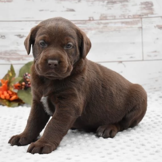 bello labrador , maschio e femmina, in regalo