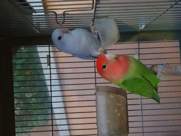 pappagalli inseparabili -roseicollis