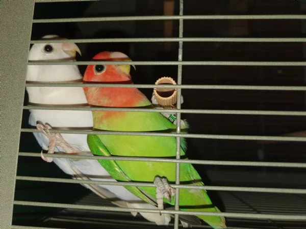 pappagalli inseparabili -roseicollis | Foto 3