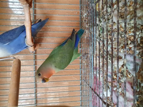pappagalli inseparabili -roseicollis | Foto 1