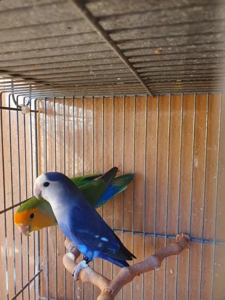 pappagalli inseparabili -roseicollis | Foto 0