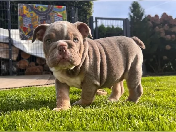 cuccioli di bulldog inglese/bulldog inglese | Foto 3