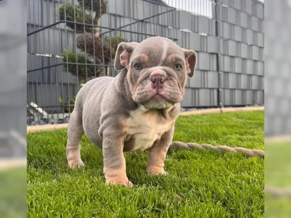 cuccioli di bulldog inglese/bulldog inglese | Foto 2