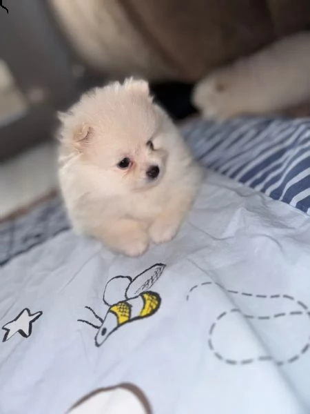 volpini di pomerania con pedigree | Foto 2