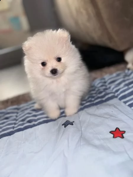 volpini di pomerania con pedigree | Foto 1