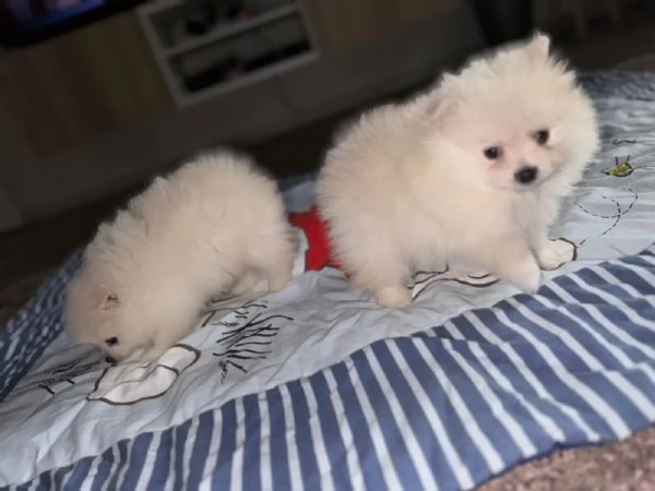 volpini di pomerania con pedigree
