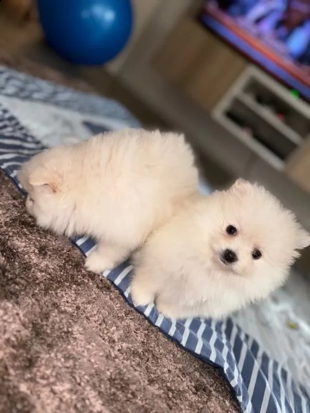 volpini di pomerania con pedigree | Foto 0