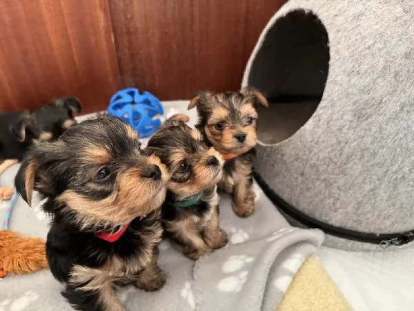 Disponibili cuccioli di Yorkshire Terrier | Foto 1