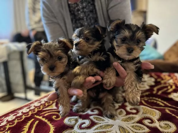 Disponibili cuccioli di Yorkshire Terrier