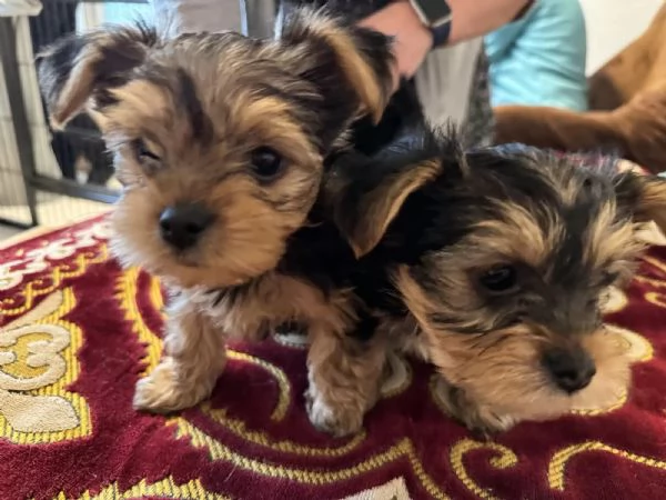 Disponibili cuccioli di Yorkshire Terrier | Foto 0