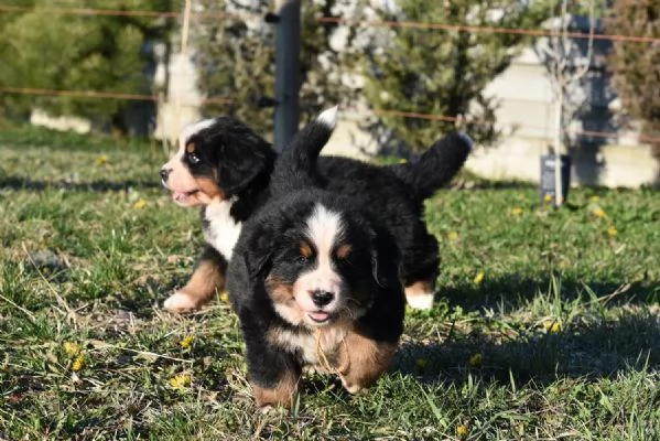 Disponibili bellissimi cuccioli di Bovaro Del Bernese