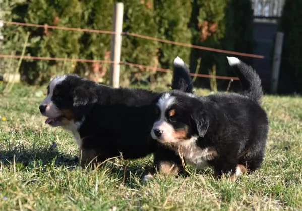 BOVARO DEL BERNESE CUCCIOLI con pedigree | Foto 2