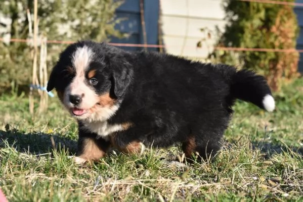 BOVARO DEL BERNESE CUCCIOLI con pedigree | Foto 0