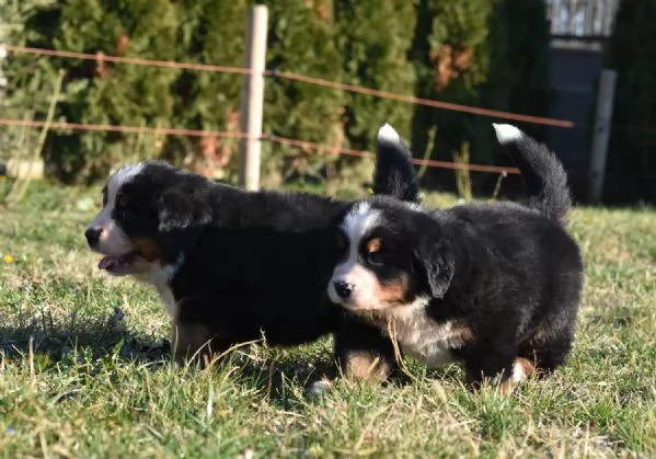 Cuccioli di BOVARO DEL BERNESE con Pedigree | Foto 1