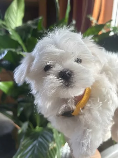  cuccioli di maltese toy con pedigree