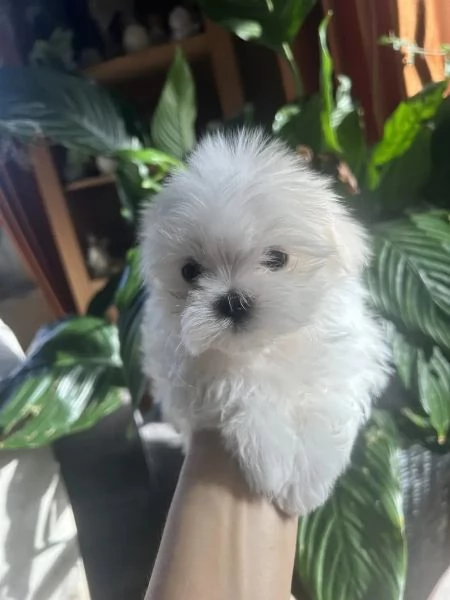  cuccioli di maltese toy con pedigree | Foto 1