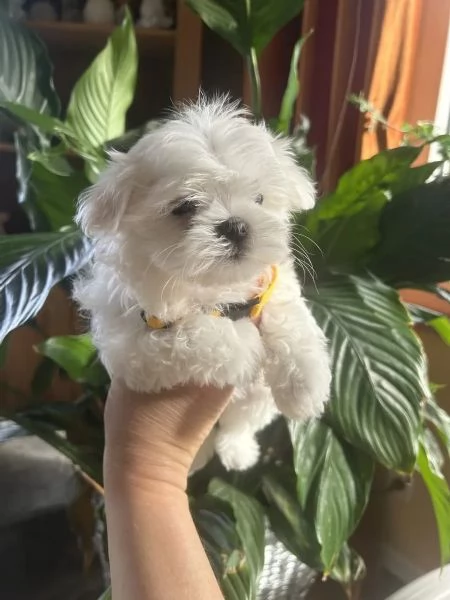  cuccioli di maltese toy con pedigree | Foto 0