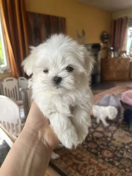 Bellissimi cuccioli di maltese toy disponibili da subito | Foto 0