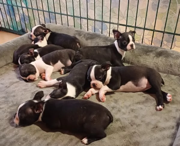 Boston Terrier cuccioli pedigree e test g | Foto 3