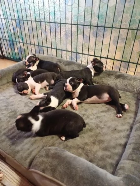 Boston Terrier cuccioli pedigree e test g