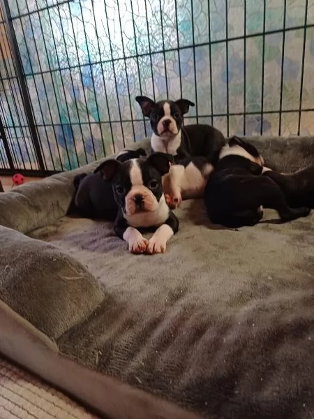 Boston Terrier cuccioli pedigree e test g | Foto 2