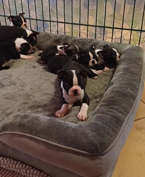 Boston Terrier cuccioli pedigree e test g | Foto 1