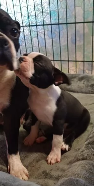 Boston Terrier cuccioli pedigree e test g | Foto 0