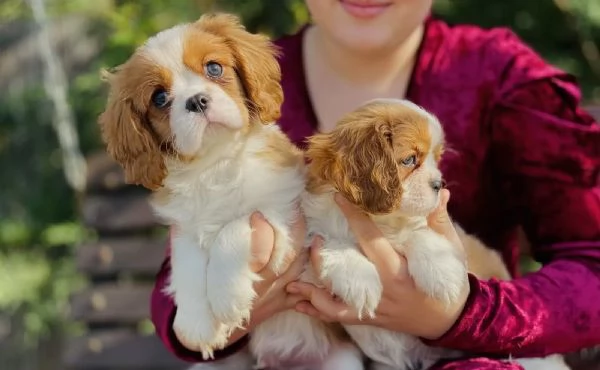CUCCIOLI DI CAVALIER KING | Foto 2