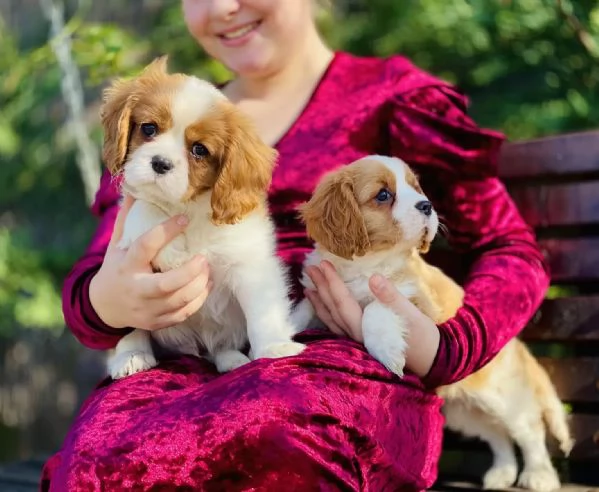 CUCCIOLI DI CAVALIER KING | Foto 1