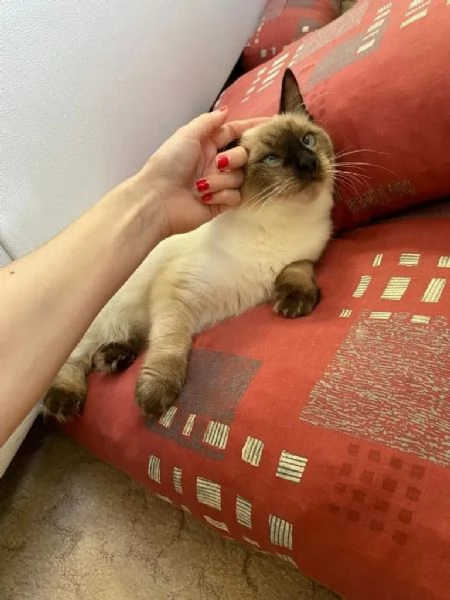 Siamese balinese/purosangue Chocolate Point, razza molto rara | Foto 4