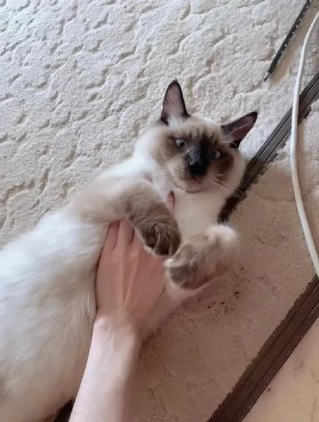 Siamese balinese/purosangue Chocolate Point, razza molto rara | Foto 4