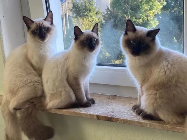 Siamese balinese/purosangue Chocolate Point, razza molto rara