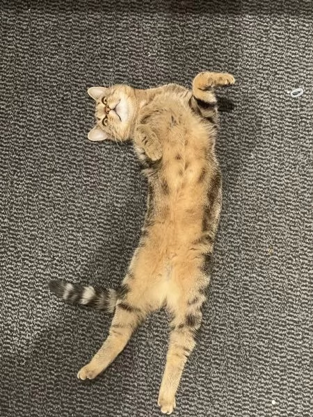 Splendidi gattini Bengala maschi e femmine | Foto 3