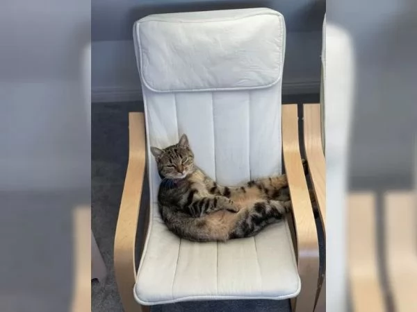 Splendidi gattini Bengala maschi e femmine | Foto 2